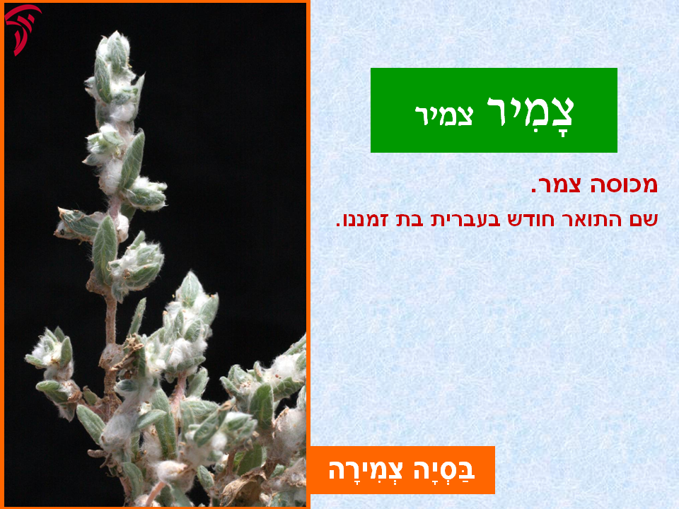 tsmahim-28