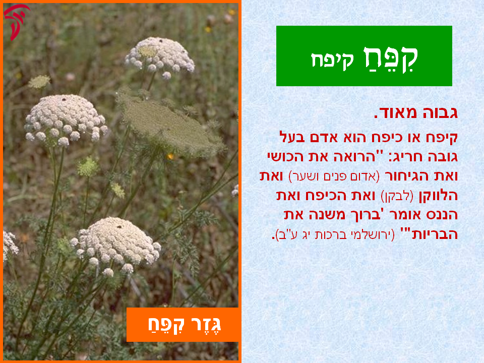 tsmahim-29