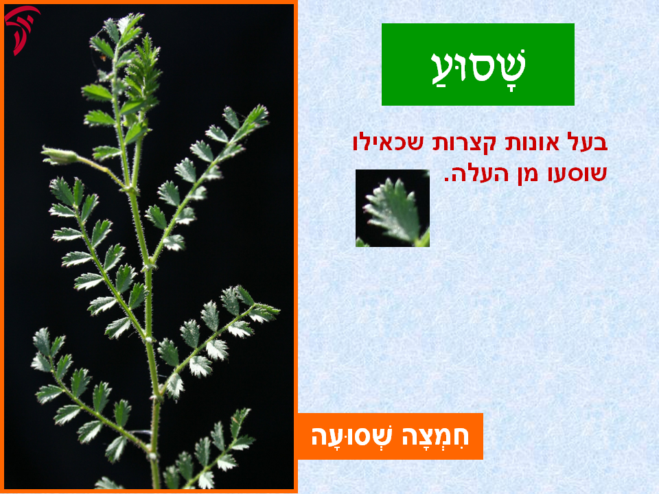 tsmahim-32