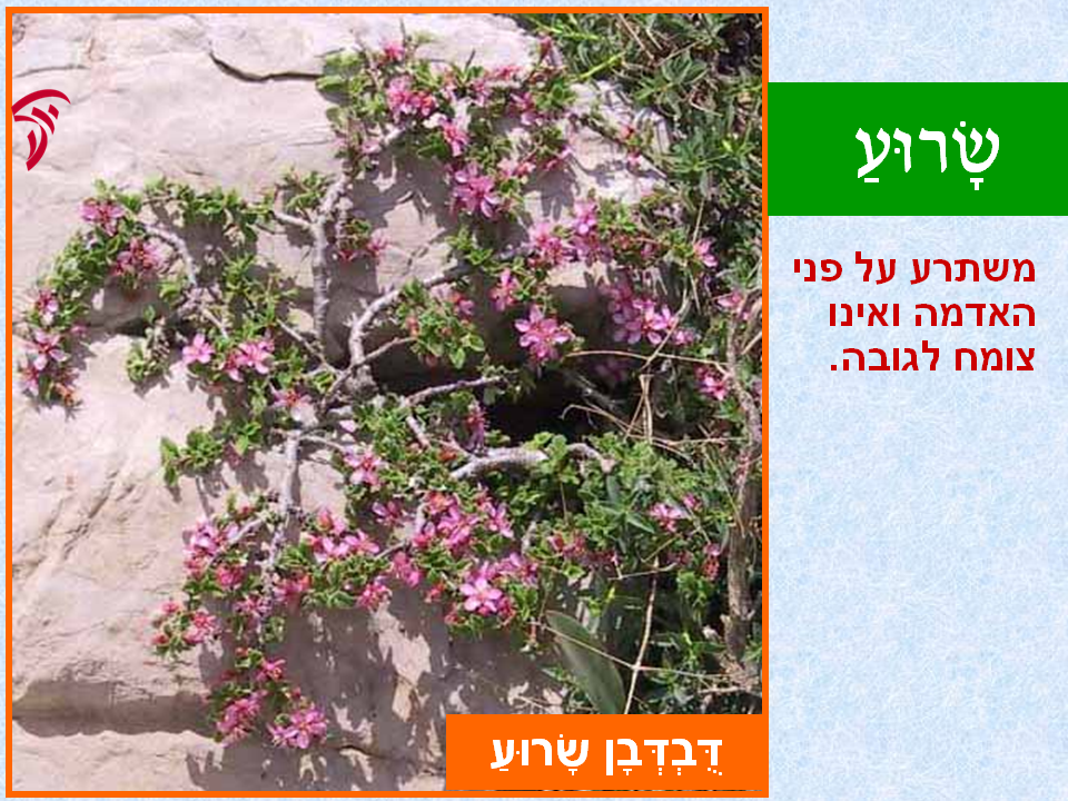 tsmahim-33