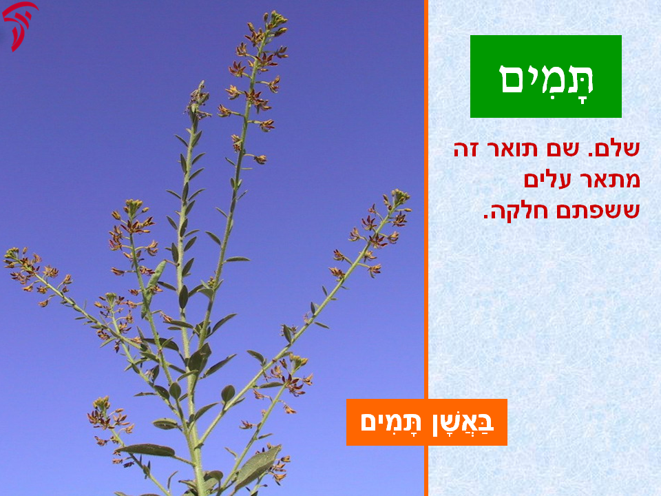 tsmahim-34