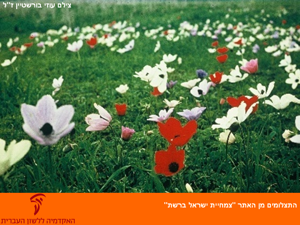 tsmahim-35