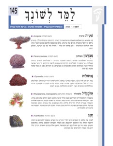 כריכת למד לשונך 145 שִׁ טִּ ית שיטית (הש המדעי: Acropora■ ( סוג זה הוא מן האלמוגים הנפוצים והמגוונים ביותר בים סוף (ובעולם כולו). במפרץ אילת יש יותר מעשרה מינים של שיטית, כולם מעונפים ולרובם מראה דמוי שיח. אחד המינים הבולטים – מין תָּ חוּם לים סוף – מזכיר את נוף עץ השיטה, ומכאן השם. מְ צֻ לָּעוֹן מצולעון (הש המדעי: Paramontastraea■ ( במרבית האלמוגים החיים בצורת מושבה כדורית – הפוליפים יוצרים צורות מעגליות, אך בסוג זה הפוליפים וקירותיהם נוטים להיות זוויתיים. כך נוצר מראה כוורתי עשוי מצולעים (לרוב מחומשים או משושים). מן המינים בסוג זה אחד בלבד נמצא בים סוף. נַפְ תּוּלִ ית (הש המדעי: Gyrosmilia■ ( בסוג יש מין אחד בלבד, הנפוץ בעיקר במערב האוקיינוס ההודי ובים סוף. הפוליפים הבודדים של הנפתולית כמעט אינם נראים משום שהם מסודרים בעמקים צרים ופתלתלים המוקפים מעין רכסים מתפתלים, ומכאן השם. אַ לְמֻ גָּ לִיל אלמוגליל (השמות המדעיי: Cladospammia, Rhizopsammia■ ( במשפחת האלמוגליליים לפוליפים מבנה גלילי מוארך, ומכאן השם (הלחם של אַ לְמֹג+גָּ לִיל). השם ניתן לשני סוגים שההבחנה ביניהם קשה במיוחד, גם לאנשי מקצוע. גם שמות אחרים במשפחה קשורים לגליל: חַ ד־גָּ לִיל, גְּ לִילִית. חלק מאלמוגים אלו נפוצים בעיקר בסביבות עמוקות וחלקם מצויים בסביבות רדודות בתוך מערות וכוכים חבויים בשונית הטבעית או על מצעים מלאכותיים. חָ פָ ן (הש המדעי: Acanthastrea■ ( לשלד של אלמוג זה מבנים רבים דמויי שיניים או קוצים שאפשר לזהותם גם תחת הרקמה החיה של האלמוג העוטפת את השלד, ומשַ ווה לאלמוג מראה מחוספס ומשונן. שמו נגזר מן המילה חָ ף 'שן המפתח'. לחפן שלל צבעים וגוונים, ובדרך כלל הוא גדל בצורה ה'מרפדת' את השונית.