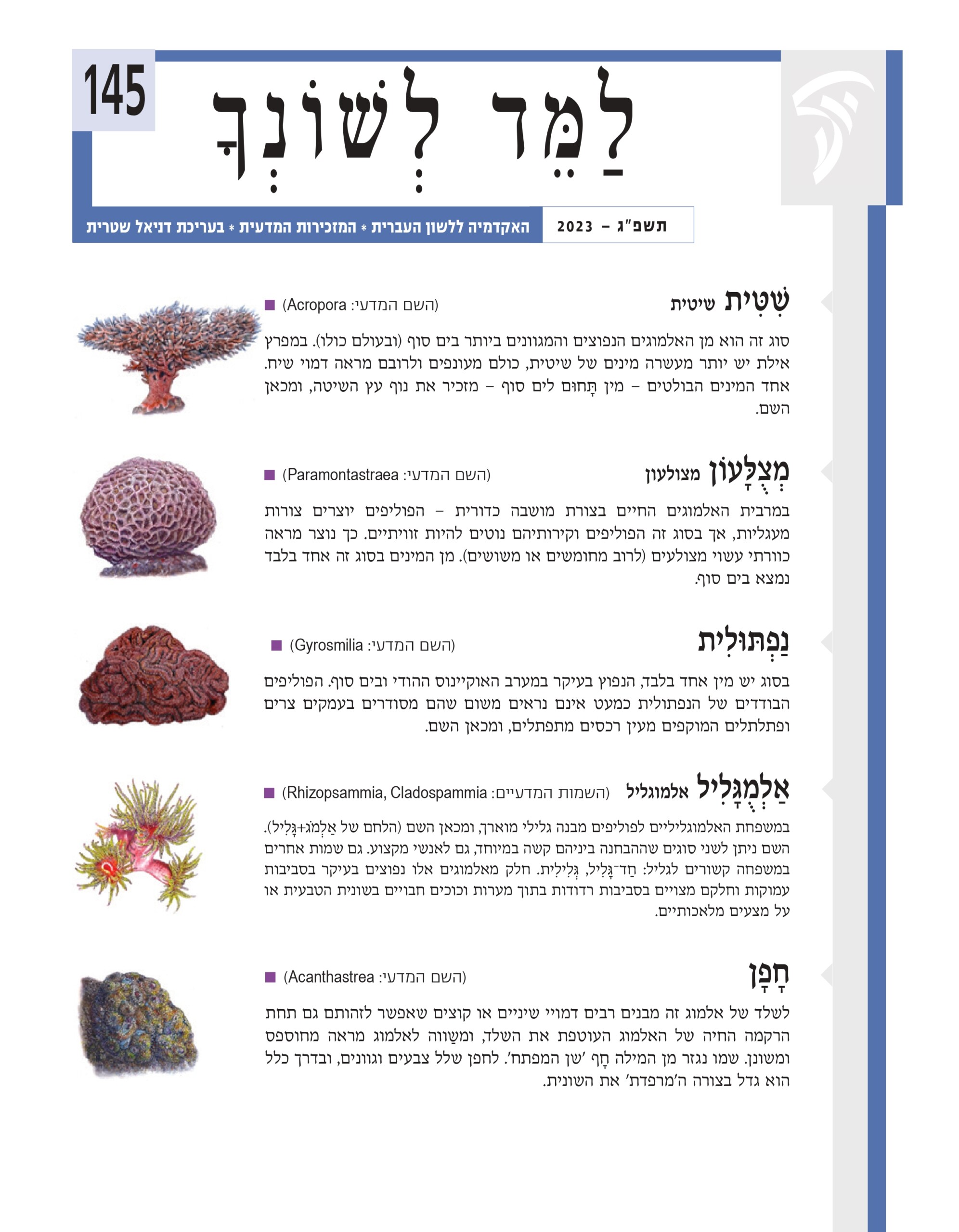 כריכת למד לשונך 145 שִׁ טִּ ית שיטית (הש המדעי: Acropora■ ( סוג זה הוא מן האלמוגים הנפוצים והמגוונים ביותר בים סוף (ובעולם כולו). במפרץ אילת יש יותר מעשרה מינים של שיטית, כולם מעונפים ולרובם מראה דמוי שיח. אחד המינים הבולטים – מין תָּ חוּם לים סוף – מזכיר את נוף עץ השיטה, ומכאן השם. מְ צֻ לָּעוֹן מצולעון (הש המדעי: Paramontastraea■ ( במרבית האלמוגים החיים בצורת מושבה כדורית – הפוליפים יוצרים צורות מעגליות, אך בסוג זה הפוליפים וקירותיהם נוטים להיות זוויתיים. כך נוצר מראה כוורתי עשוי מצולעים (לרוב מחומשים או משושים). מן המינים בסוג זה אחד בלבד נמצא בים סוף. נַפְ תּוּלִ ית (הש המדעי: Gyrosmilia■ ( בסוג יש מין אחד בלבד, הנפוץ בעיקר במערב האוקיינוס ההודי ובים סוף. הפוליפים הבודדים של הנפתולית כמעט אינם נראים משום שהם מסודרים בעמקים צרים ופתלתלים המוקפים מעין רכסים מתפתלים, ומכאן השם. אַ לְמֻ גָּ לִיל אלמוגליל (השמות המדעיי: Cladospammia, Rhizopsammia■ ( במשפחת האלמוגליליים לפוליפים מבנה גלילי מוארך, ומכאן השם (הלחם של אַ לְמֹג+גָּ לִיל). השם ניתן לשני סוגים שההבחנה ביניהם קשה במיוחד, גם לאנשי מקצוע. גם שמות אחרים במשפחה קשורים לגליל: חַ ד־גָּ לִיל, גְּ לִילִית. חלק מאלמוגים אלו נפוצים בעיקר בסביבות עמוקות וחלקם מצויים בסביבות רדודות בתוך מערות וכוכים חבויים בשונית הטבעית או על מצעים מלאכותיים. חָ פָ ן (הש המדעי: Acanthastrea■ ( לשלד של אלמוג זה מבנים רבים דמויי שיניים או קוצים שאפשר לזהותם גם תחת הרקמה החיה של האלמוג העוטפת את השלד, ומשַ ווה לאלמוג מראה מחוספס ומשונן. שמו נגזר מן המילה חָ ף 'שן המפתח'. לחפן שלל צבעים וגוונים, ובדרך כלל הוא גדל בצורה ה'מרפדת' את השונית.