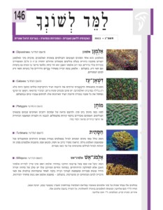 כריכת למד לשונך 146 אַ לְמֻ גָּ ן אלמוגן (הש המדעי: Dipsastraea■ ( האלמוגן הוא אחד הסוגים הנפוצים והבולטים בשונית האלמוגים. מרבית מיני האלמוגן יוצרים מושבה כדורית בעלת פוליפים מעוגלים וגדולים יחסית (כ־1–3 ס"מ) המופרדים בקירות שלד ברורים. כמו רוב אלמוגי האבן הוא חד־ביתי, כלומר מייצר בו זמנית גם ביציות וגם תאי זרע. בתצלום – אלמוגן בעת רבייה משחרר צְ בָ רִ ים ורדרדים של ביציות ותאי זרע למים הפתוחים. הסוגים במשפחת הדִּ שְׁ אָ נִיִּים פורסים את זרועות הציד הירקרקות שלהם במשך היום (ולא ַ דִּ שְׁ אָ ן־עז (הש המדעי: Galaxea■ ( רק בלילה כמרבית האלמוגים). יש שהם מכסים שטח נרחב המזכיר מדשאה. דִּ שְׁ אָ ן־עַ ז תוקף ומחסל את כל שכניו בעזרת זרועות הציד הארוכות שלו. לעיתים צבעיו עזים כבתצלום. מוֹחָ ן (הש המדעי: Platygyra■ ( לסוג כמה מינים בים סוף, ולרובם מראה של עמקים רחבים וארוכים שבהם נמצאים הפוליפים. העמקים מופרדים ברכסי קירות מתפתלים. למבנה זה ולצורת המושבה הכדורית או החצי־כדורית מראה דמוי מוח. חַ סָּ תִ ית (הש המדעי: Turbinaria■ ( הסוג כולל כמה מינים הנוטים לגדול במפלסים בצורת מגשים ההולכים ומתקפלים ככל שמושבת האלמוג גדלה. מראהו מזכיר כרוב או חסה, ומכאן שמו. מושבות אלמוגים מסוג זה יכולות לגדול לגדלים מרשימים של עד כמה מטרים. אַ לְמֹג־אֵ שׁ אלמוג־אש (הש המדעי: Millepora■ ( הסוג קיבל את שמו בשל צריבתו החזקה במיוחד. אלמוג־האש אינו שייך לסדרת אלמוגי האבן אלא למחלקת ההידרתיים. במחזור החיים המורכב שלו יש שלב של מדוזה זעירה החיה שעות ספורות ומשמשת לצורכי רבייה בלבד. לאחר שהמדוזות פולטות את תאי הרבייה למים הפתוחים הן מתפרקות. בתצלום – מושבת אלמוג־אש בעת שחרור המדוזות
