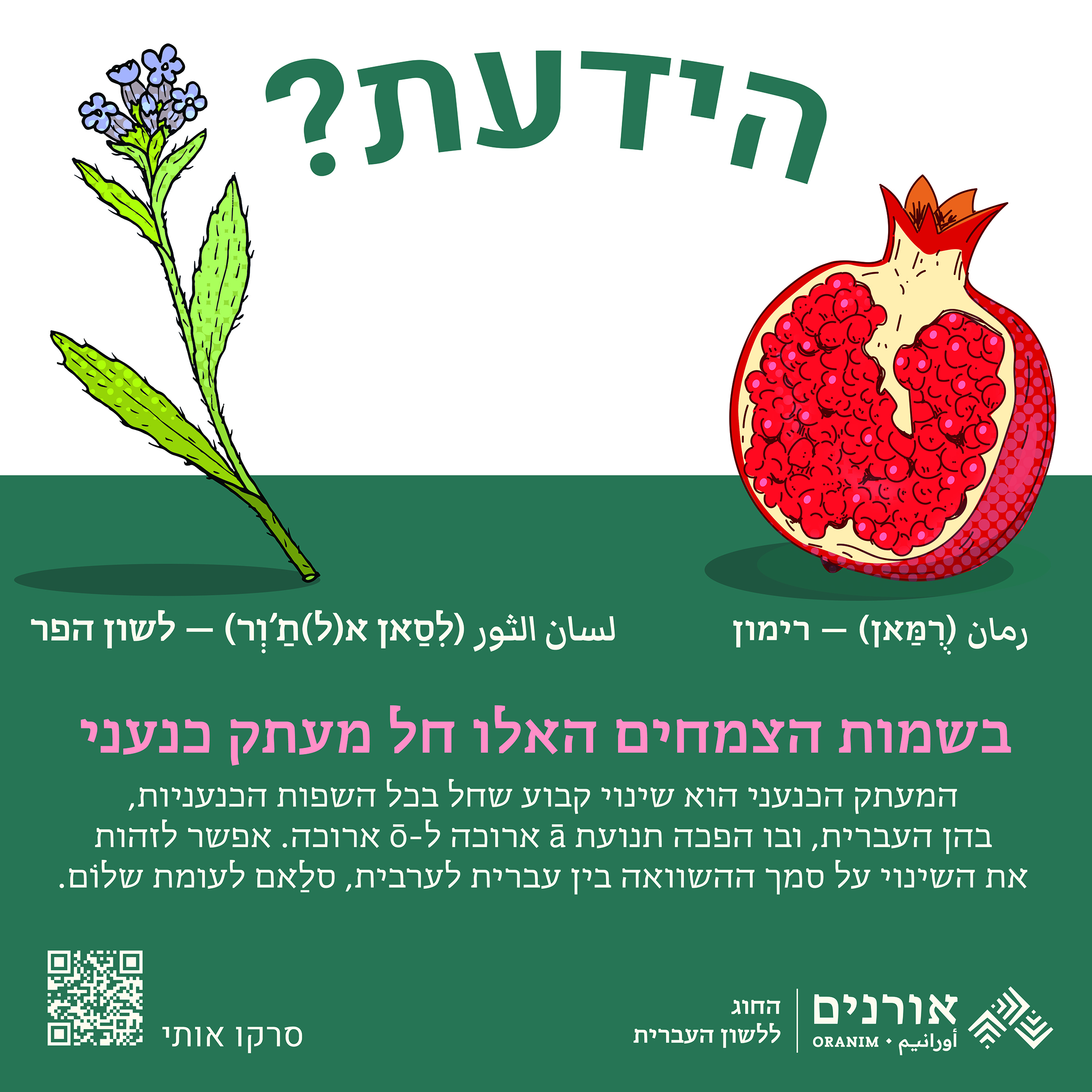 הידעת? רומאן= רימון ליסאן אל תור = לשון הפר בשמות הצמחים האלו חל העתק כנעני המעתק הכנעני הוא שינוי קבוע שחל בכל השפות הכנעניות, בהן העברית, ובו הפכה תנועת A ארוכה ל O ארוכה. אפשר לזהות את השינוי על סמך ההשוואה בין עברית לערבית, סלאם לעומת שלום.