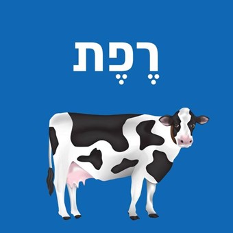 תמונה4